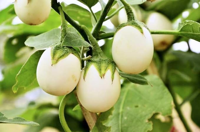 60 Easter Egg Plant (Easter Eggplant/Ornamental Eggplant/Nest Egg) Solanum Ovigerum Seeds