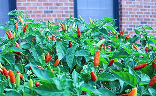 Tabasco Hot Pepper 20+ Seeds