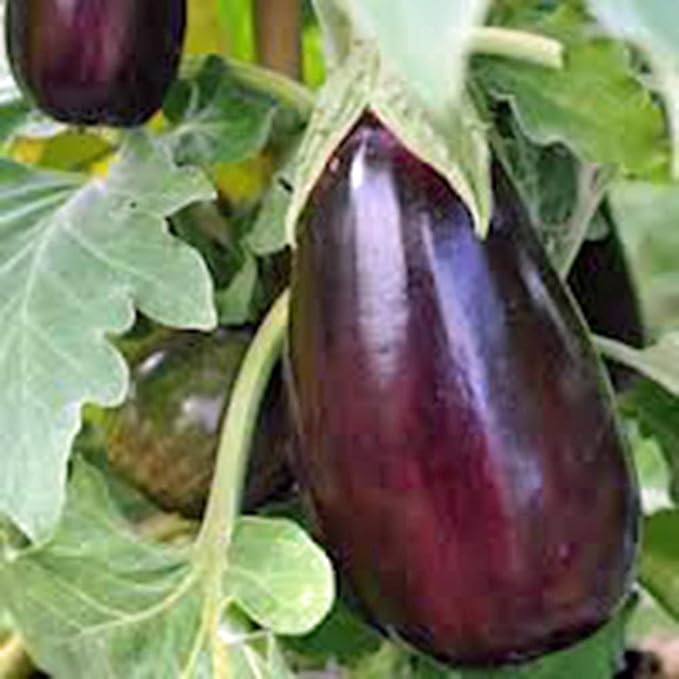 Eggplant Seed, Black Beauty, Heirloom, Non GMO, 100 Seeds, Vegetable