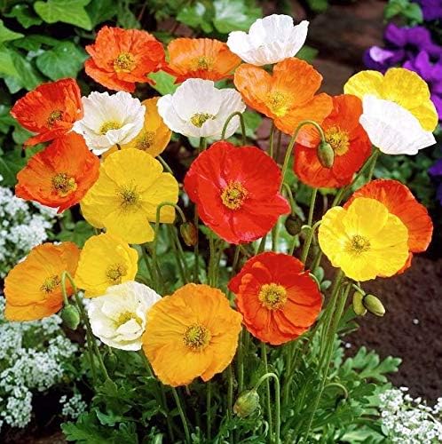 NIKA SEEDS - Seeds Flowers Oriental Poppy Mix Annual - 1000 Seeds