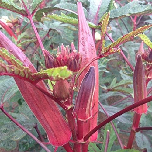 Red Okra Seeds – Abelmoschus Esculentus | Vibrant Red Pods | Heat-Tolerant & Nutritious Vegetable