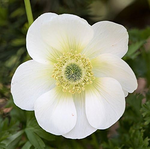 Easy to Grow Anemone Bride 20 Plant Bulbs - White Flowers in Spring, Full Sun Zones 8-10