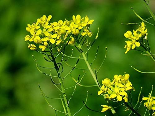 Seeds Black Mustard - Heirloom Vegetable - GMO Free