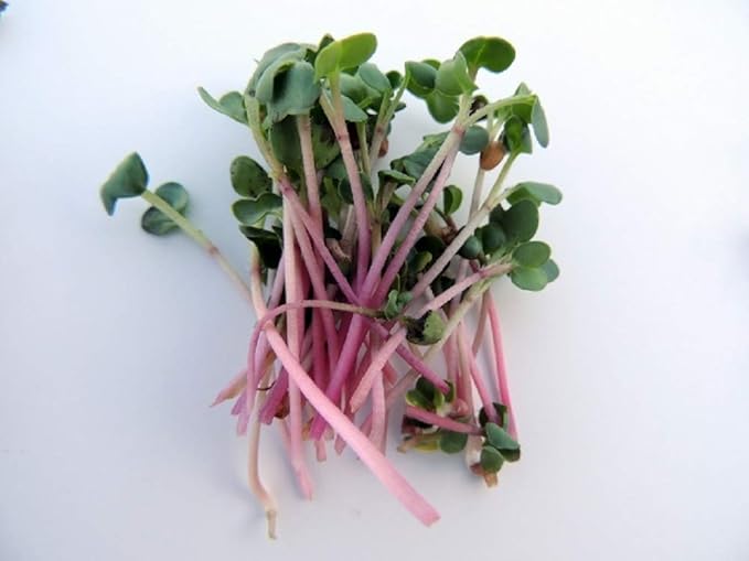 Red Radish Seeds for Sprouting Microgreens,8 oz A Rich Source of Vitamins and Minerals and Health-Promoting Nutrients! "COOL BEANS N SPROUTS" Brand, A Small Town Family Run USA Business. Thank You!