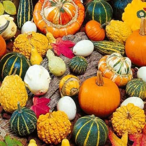 SeedsUP - 10+ Seeds Ornamental Pumpkin - Vegetable Mix