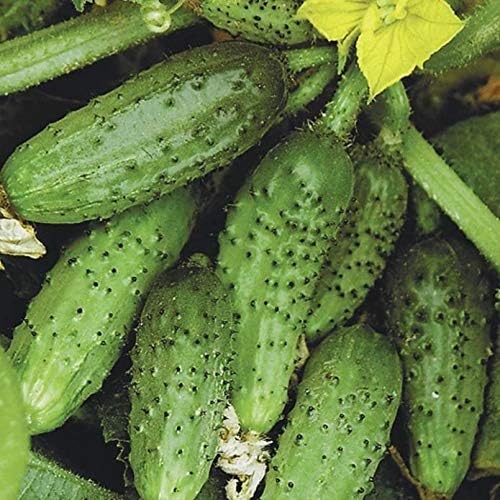 Seeds Vegetable Bush Type Cucumber 45 Days for Pickling Planting Non GMO - 40 Seeds