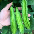 40 Seeds Winged Bean Seeds; Asparagus Pea, Wing Pea, Four Angled Bean; Dara dham bala; Goa Bean; Đậu rồng