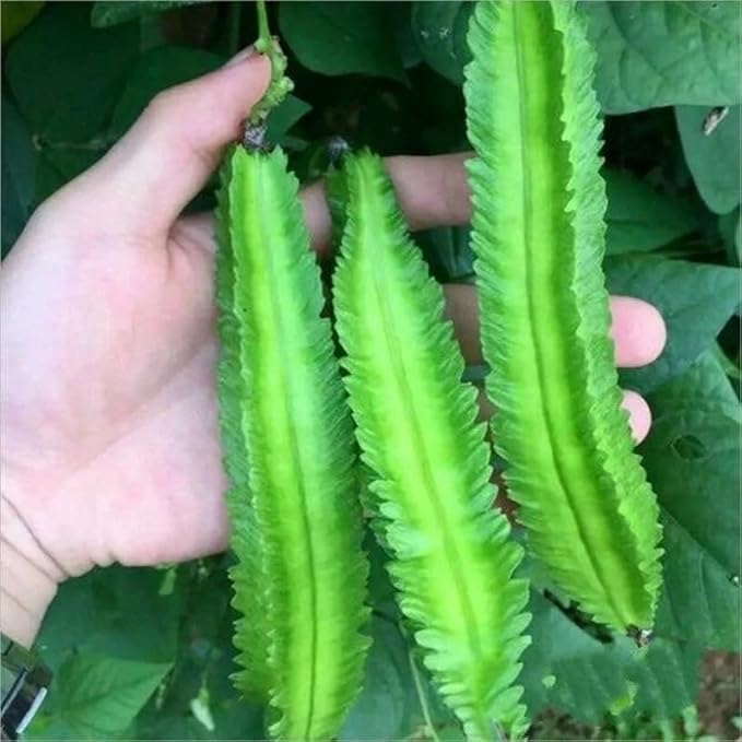 40 Seeds Winged Bean Seeds; Asparagus Pea, Wing Pea, Four Angled Bean; Dara dham bala; Goa Bean; Đậu rồng