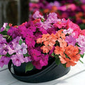 Park Seed Impatiens Flowering Plant Seeds, Xtreme Utopia Mix Seeds, Pack of 30 Seeds