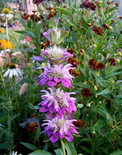 Seeds Lemon Bee Balm Monarda Lemon Mint Herbs Non GMO Heirloom
