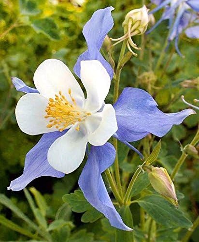 200 Columbine McKana Giants Flower Seeds, Perennial Colorful Attracts Bees and Hummingbirds from USA Aquilegia caerulea