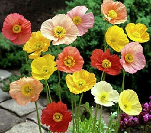 NIKA SEEDS - Seeds Flowers Oriental Poppy Mix Annual - 1000 Seeds