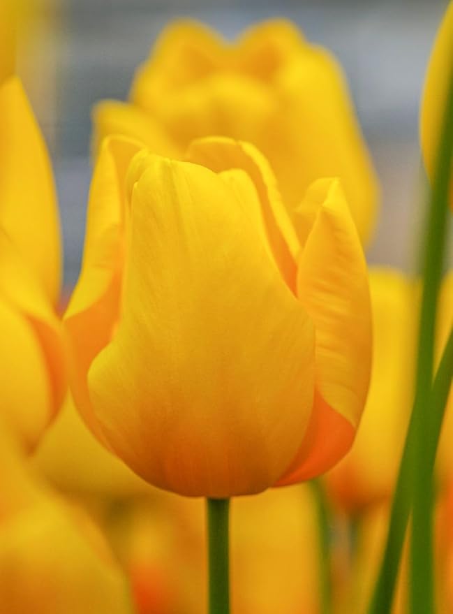 Mix Triumph Tulips 10 Bulbs for Fall Planting Colorful Flower Tulipa Darwin Hybrid Changing Colors Mixture Size 12+ 4 Varieties to Choose (Golden Emperor, 10, Mix Color)