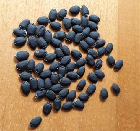 Extra Long Luffa Gourd Seeds USA Asian Chinese Loofah Sponge Gourd Seeds Non-GMO Heirloom 20pcs Zucchini