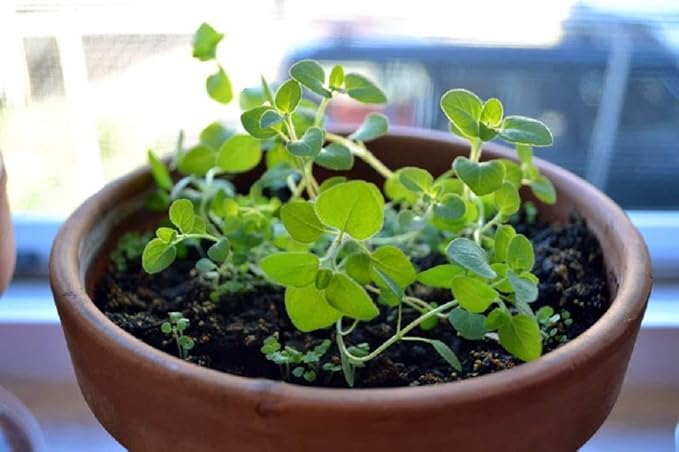 Oregano Seeds 50 Count, Cool Beans N SPROUST Brand. Home Gardening.