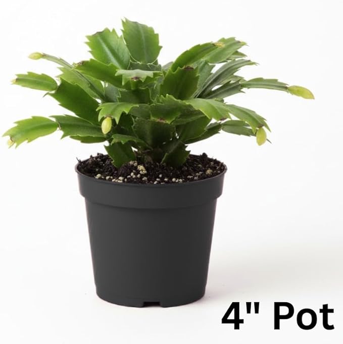 Pink Christmas Cactus Plants Live in 4 Inch Pot, Vibrant Christmas Cactus Blooms, Perennial Holiday Cactus Plant Flower Succulent Houseplant