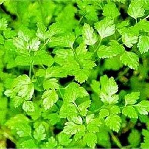 Winter Chervil Seeds - Lacy Leaves with Anise-Parsley Flavor Winter-Hardy (100 - Seeds)