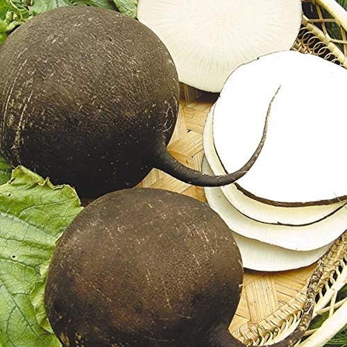 Seeds Vegetable Radish Black Winter Round Heirloom - 100 Seeds