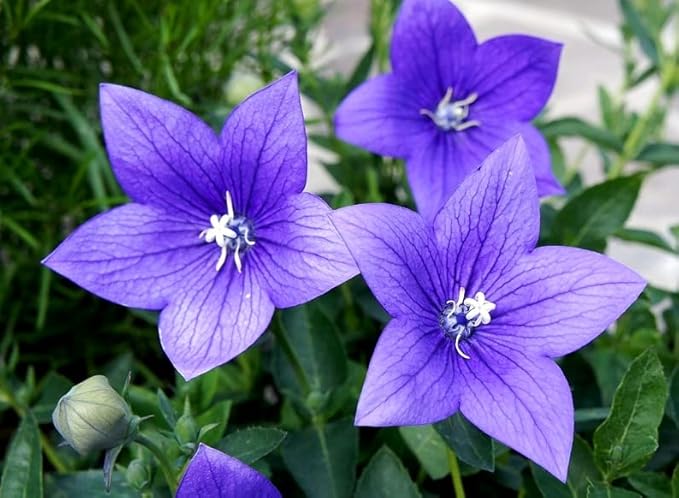 Balloon Flower Seed Mix White and Blue Japanese Bellflower 100 Seeds for Planting