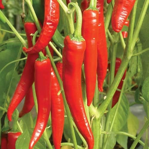40+ Seeds Hot Chili Pepper Fire - Vegetable Red