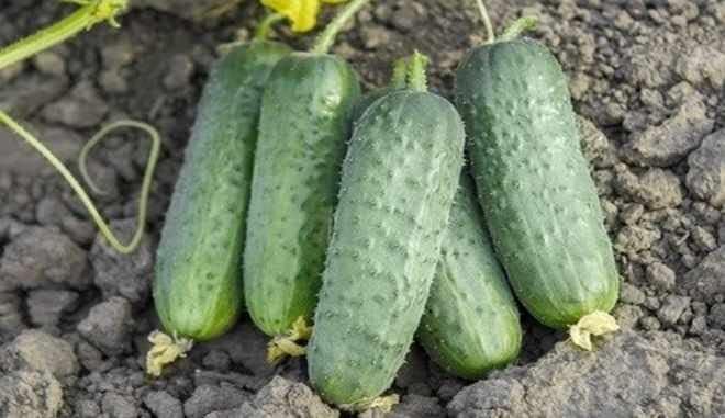 Seeds Cucumber Titus F1 Gherkin - Open-Pollinated - Heirloom Vegetable - GMO Free