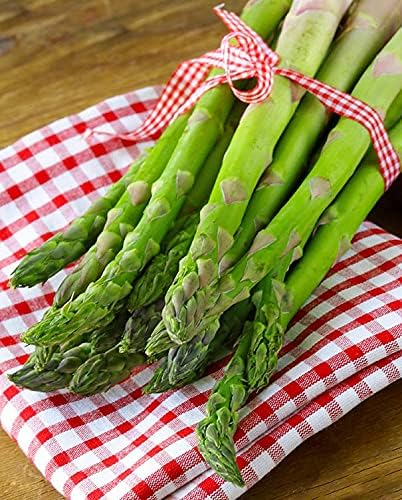 50+ Seeds Mary Washington Asparagus (Sparrow Grass) - Vegetable Green
