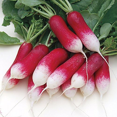 300+ Seeds Fire N Ice French Radish Yield Within 18 Days - Vegetable Red