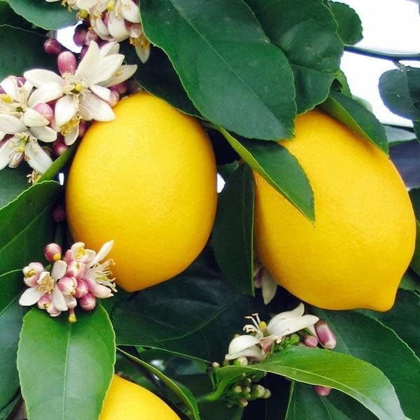 Gardenera's Premium Lemon Tree Soil Mix - Perfect Drainage and Nutrient Retention for Citrus Limon Trees - 1 Quart
