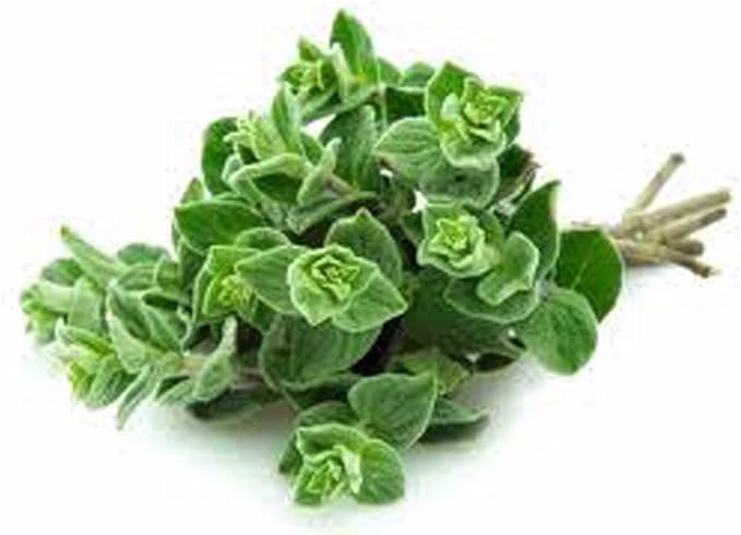 Marjoram Sweet, Heirloom, Non GMO, 500 Seeds Herb, Marjoram Sweet Seeds