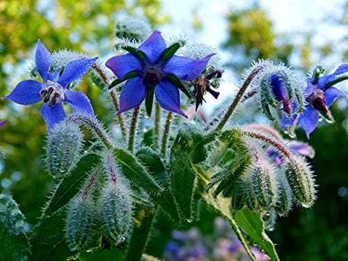 Seeds Borage Annual Herbs Non GMO Heirloom