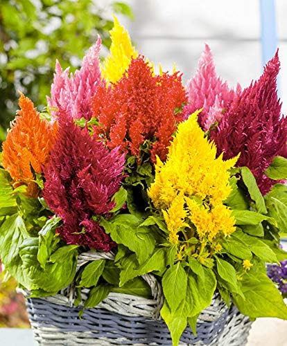 RAISE ME UP: Seeds Plumed Cockscomb Mix (Crested, West Indian, Toreador) Celosia Annual Flowers