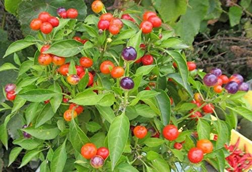 Vegetable Indoor Ornamental Pepper Las Vegas Hot Mix - 30 Seeds