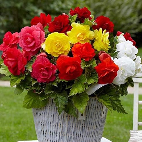 Seeds Wax Begonia Mix Large Flower Indoor Garden Beautiful Flowers Perennial for Planting Non GMO