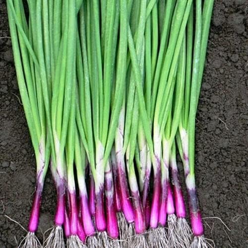 100+ Seeds Red Welsh Onion - Vegetable Red