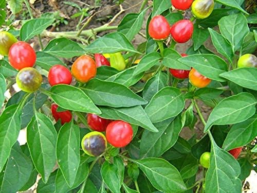 Vegetable Indoor Ornamental Pepper Las Vegas Hot Mix - 30 Seeds