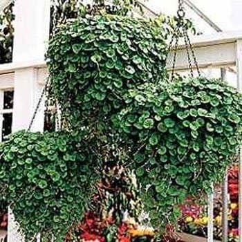 Outsidepride Perennial Dichondra Emerald Falls Seed - 30 Pcs Drought & Heat Tolerant, Low-Growing, Ground Cover Seeds for Planting Lush Green Ground Cover for Gardens, Pathways & Container Planting