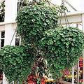 Outsidepride Perennial Dichondra Emerald Falls Seed - 15 Pcs Drought & Heat Tolerant, Low-Growing, Ground Cover Seeds for Planting Lush Green Ground Cover for Gardens, Pathways & Container Planting