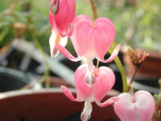 100 Bleeding Heart Seeds - Elegant Heart-Shaped Hanging Blooms, Cold & Shade-Tolerant Garden Flowers, Spring-Blooming Perennials, Perfect for Shady Areas