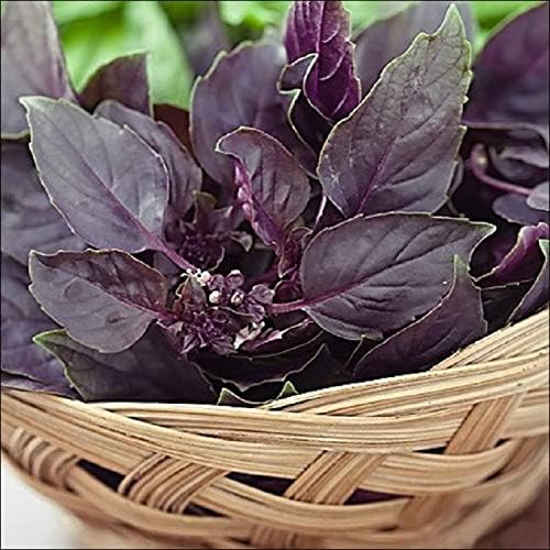 CEMEHA SEEDS - Seeds Purple Basil Indoor Non GMO Herbs for Planting