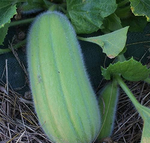 NIKA SEEDS - Seeds Vegetable Cucamelon (Cross Cucumber and Melon) Vine - 20 Seeds