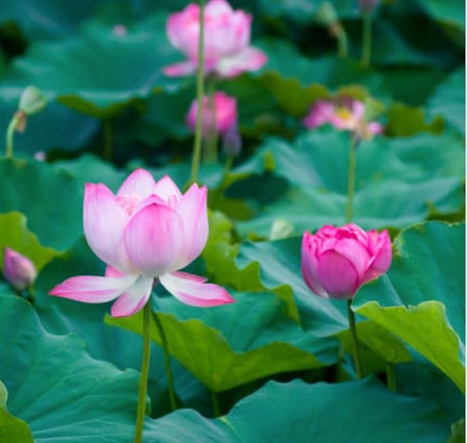 20 Lotus Seeds for Planting in Water – Precut Mixed Color Lotus Flower Seeds – Water Lily Plant for Indoor Bonsai Bowl, Outdoor Ponds & Water Gardens