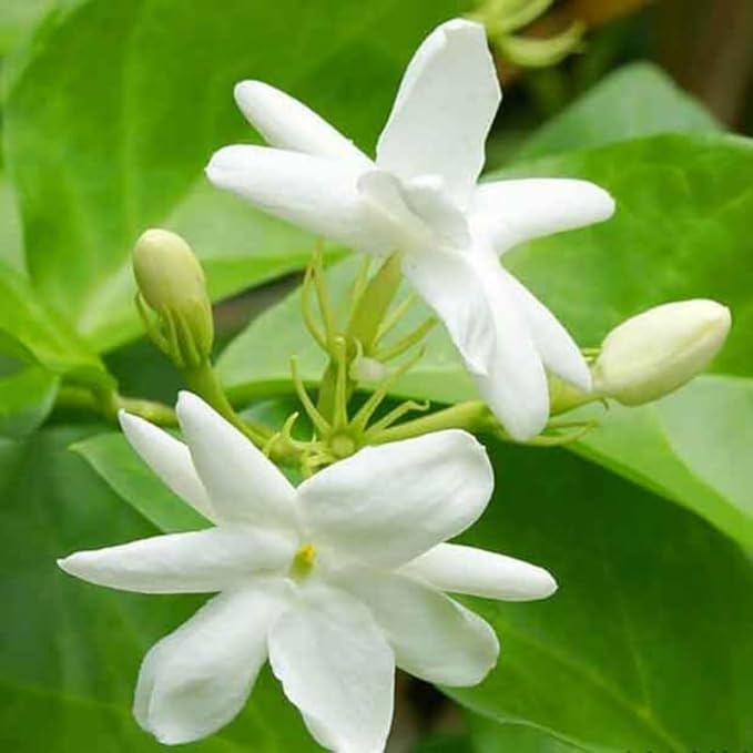2 Maid of Orleans Jasmine Plants 4–8 Inch, Live Fragrant Jasmine Flowering Vine, Sweet Scented Blooms, Easy Care Indoor or Outdoor
