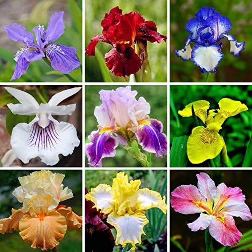 35pcs Mixed Color Rare Heirloom Iris Seeds - Stunning Colors for Your Garden - Uncommon Varieties