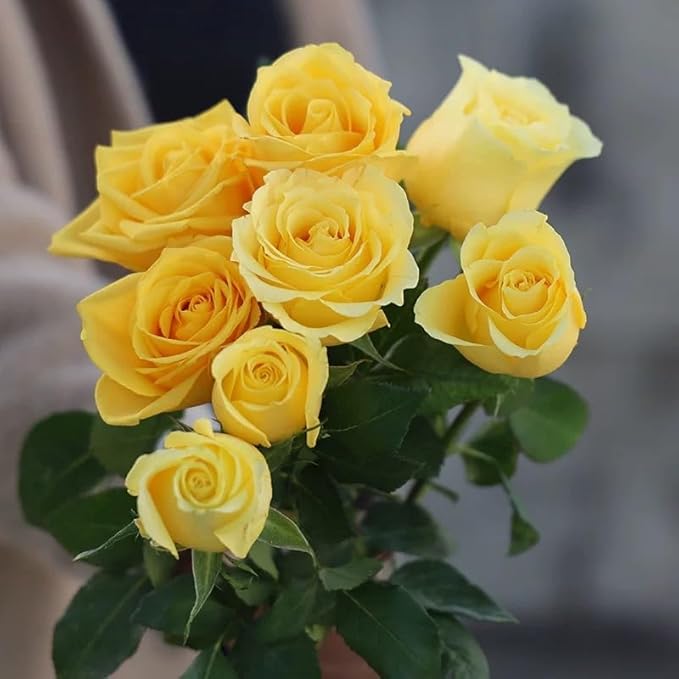 100+ PCS Yellow Rose Seed Symbol of Friendship Perennial Rosa Bush Shrub Striking Landscaping Plant Easy Cultivating