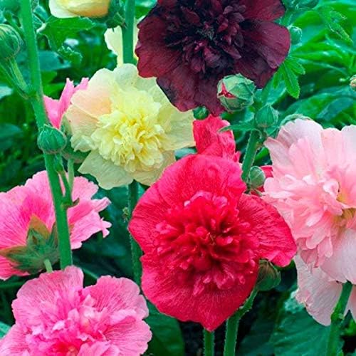 NIKA SEEDS - Seeds Flowers Hollyhock Double Mix Perennial - 50 Seeds