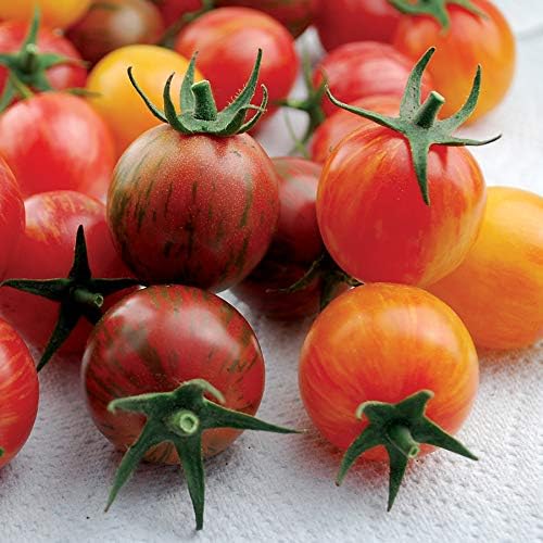 Park Seed Cherry Tomato Seeds, Planting Vegetables, Easy to Grow, Non-GMO, Variety of Colors and Sizes, Spring Garden, Bumble Bee Mix Organic Artisan, Pack of 20