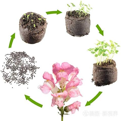 3000 Pcs Snapdragon Seeds for Planting Outdoor Garden, Snap Dragon Seeds for Planting Flowers, Pollinator-Friendly Color Mix, Annual Antirrhinum Majus