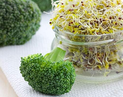 Food to Live - Broccoli Seeds for Sprouting, 1 Pound Vegan, Kosher, Sirtfood, Bulk. Rich in Sulforaphane, Vitamin C, Vitamin A. Great for Growing Sprouts, Microgreens. High Germination Rate