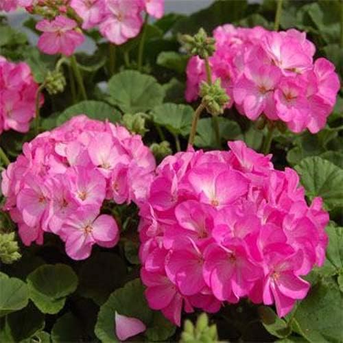 Outsidepride Pink Bicolor Geranium Seeds for Planting - 50 Pcs Annual, Heat & Drought Tolerant Flower Seeds with Green Foliage & Pink Blooms for Pots, Borders & Lush Summer Garden Displays