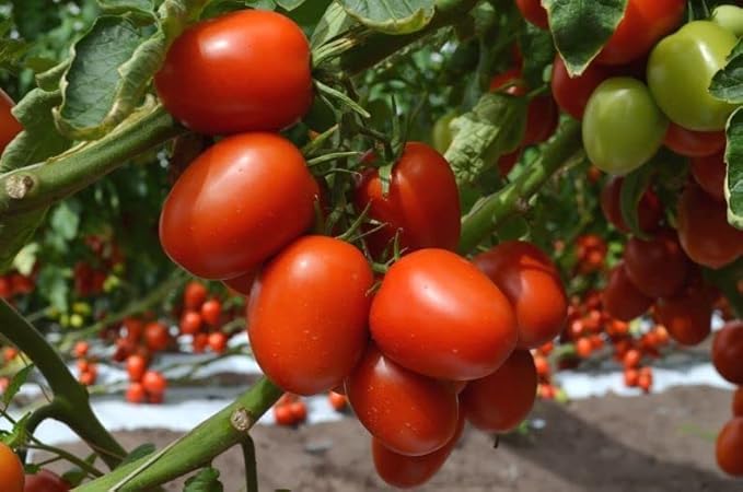 CEMEHA SEEDS - Seeds Red De-Barao Tomato Determinate Non GMO Vegetable for Planting